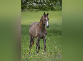 Arabian horses, Mare, 2 years, 15 hh, Grey
