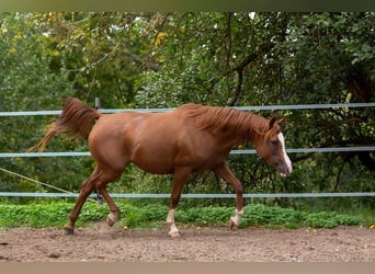 Arabian horses, Mare, 2 years, 15 hh, Grey