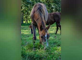 Arabian horses, Mare, 2 years, 15 hh, Grey