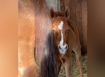 Arabian horses, Mare, 2 years, 15 hh, Grey