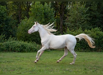 Arabian horses, Mare, 2 years, 15 hh, White