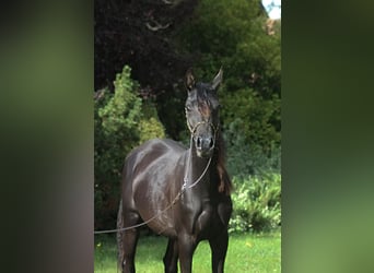 Arabian horses, Mare, 2 years, 15,1 hh, Black