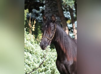Arabian horses, Mare, 2 years, 15,1 hh, Black
