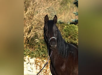 Arabian horses, Mare, 2 years, 15,1 hh, Black