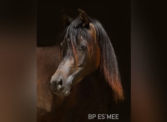 Arabian horses, Mare, 2 years, 15,2 hh, Bay-Dark
