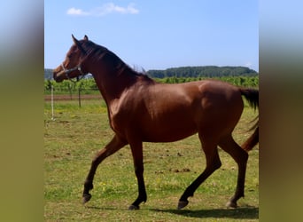 Arabian horses, Mare, 2 years, 15,2 hh, Brown