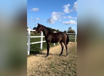 Arabian horses, Mare, 2 years, Bay-Dark