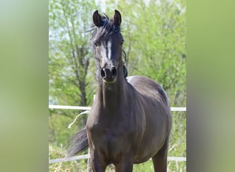 Arabian horses, Mare, 2 years, Black