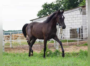 Arabian horses, Mare, 2 years, Black