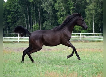 Arabian horses, Mare, 2 years, Black