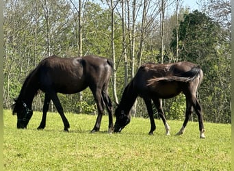 Arabian horses, Mare, 2 years, Black