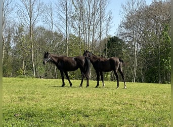 Arabian horses, Mare, 2 years, Black
