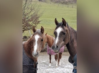 Arabian horses, Mare, 2 years