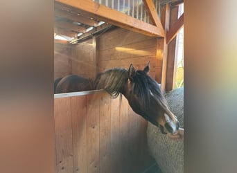 Arabian horses, Mare, 2 years, Brown