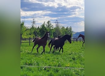 Arabian horses, Mare, 2 years, Brown