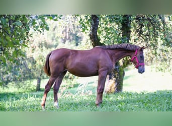 Arabian horses, Mare, 2 years, Chestnut