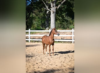 Arabian horses, Mare, 2 years, Chestnut