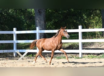 Arabian horses, Mare, 2 years, Chestnut