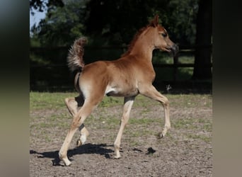 Arabian horses, Mare, 2 years, Chestnut-Red