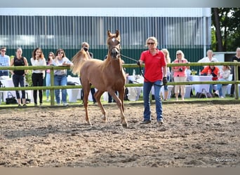 Arabian horses, Mare, 2 years, Chestnut-Red