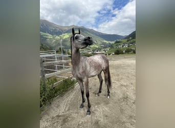 Arabian horses, Mare, 2 years, Gray