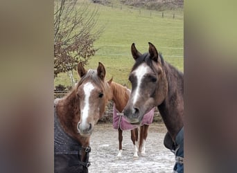 Arabian horses, Mare, 2 years, Gray