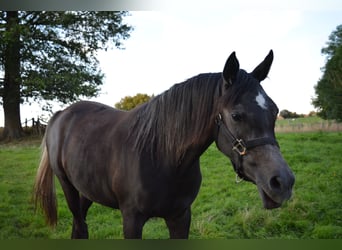 Arabian horses, Mare, 2 years, Gray-Dark-Tan