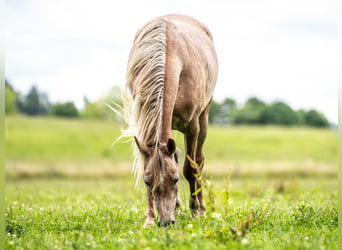 Arabian horses, Mare, 2 years, Gray