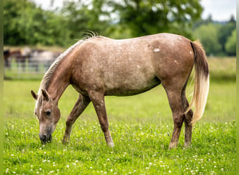 Arabian horses, Mare, 2 years, Gray