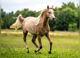 Arabian horses, Mare, 2 years, Gray