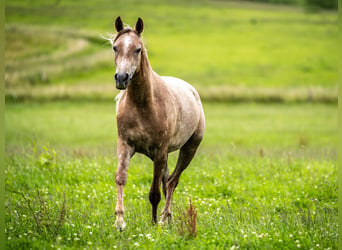 Arabian horses, Mare, 2 years, Gray