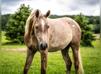 Arabian horses, Mare, 2 years, Gray