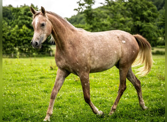 Arabian horses, Mare, 2 years, Gray