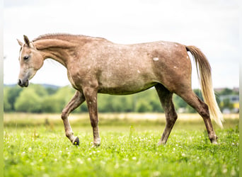 Arabian horses, Mare, 2 years, Gray