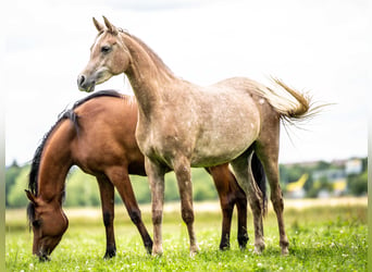 Arabian horses, Mare, 2 years, Gray