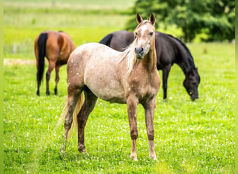 Arabian horses, Mare, 2 years, Gray