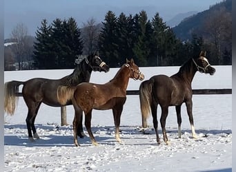 Arabian horses, Mare, 2 years, Gray