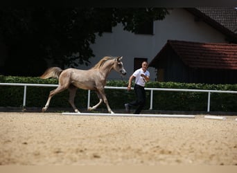 Arabian horses, Mare, 2 years, Grey