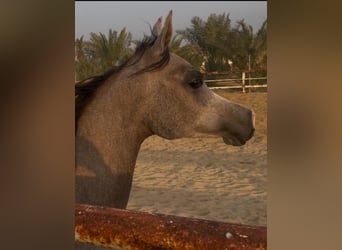 Arabian horses, Mare, 2 years