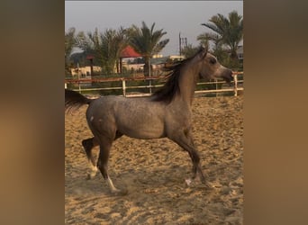 Arabian horses, Mare, 2 years