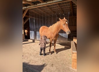 Arabian horses, Mare, 3 years, 13.2 hh, Chestnut-Red