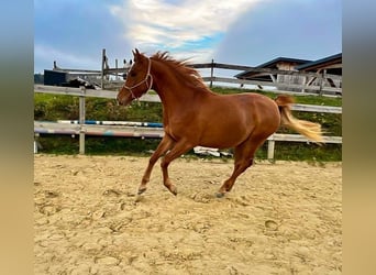 Arabian horses, Mare, 3 years, 13.2 hh, Chestnut-Red