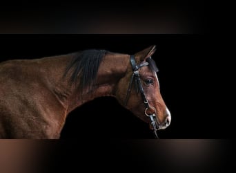 Arabian horses, Mare, 3 years, 14,1 hh, Brown