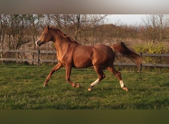 Arabian horses, Mare, 3 years, 14,1 hh, Chestnut