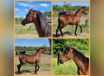 Arabian horses, Mare, 3 years, 14,2 hh, Bay-Dark