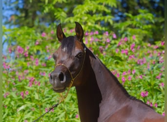 Arabian horses, Mare, 3 years, 14.2 hh, Brown