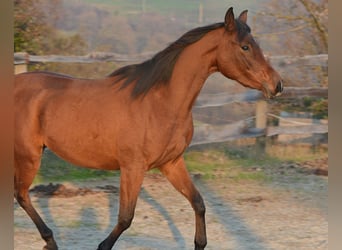 Arabian horses, Mare, 3 years, 14,2 hh, Brown