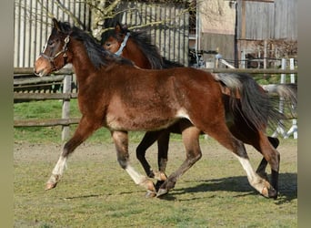 Arabian horses, Mare, 3 years, 14.2 hh, Brown