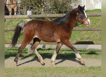 Arabian horses, Mare, 3 years, 14.2 hh, Brown