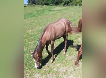 Arabian horses, Mare, 3 years, 14.2 hh, Can be white